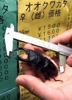 Giant beetle fetches record 10 mil. yen